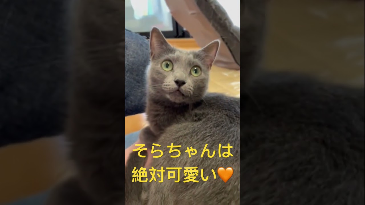 可愛い🧡親バカですみません🙇‍♀️（ロシアンブルー）#shorts