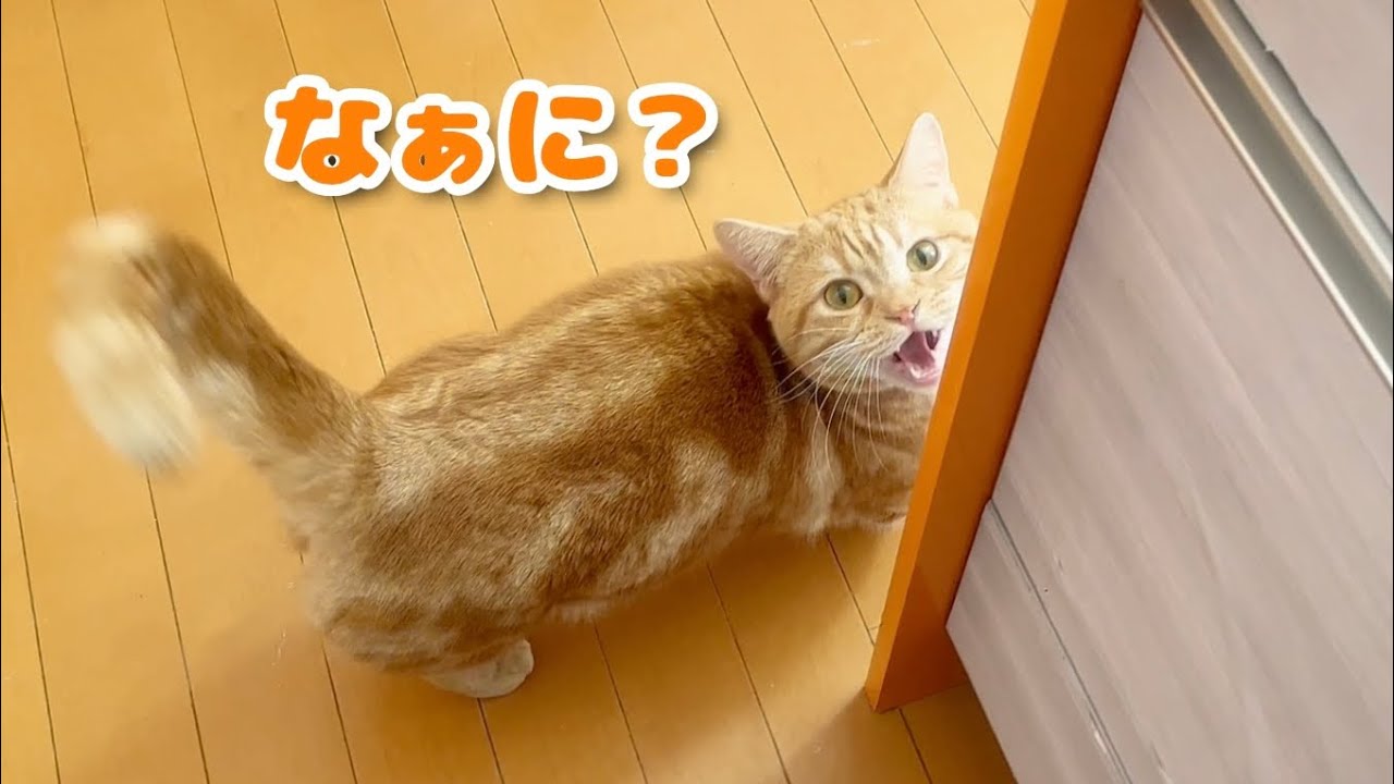 言葉が通じてる気がする猫ちゃーぼーがかわいすぎる！ #猫 #マンチカン
