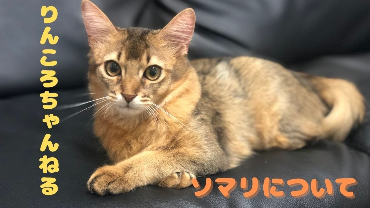 ソマリについて【りんころちゃんねる】