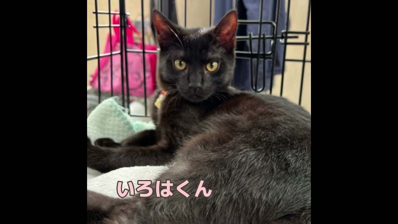 1/14保護猫譲渡会開催