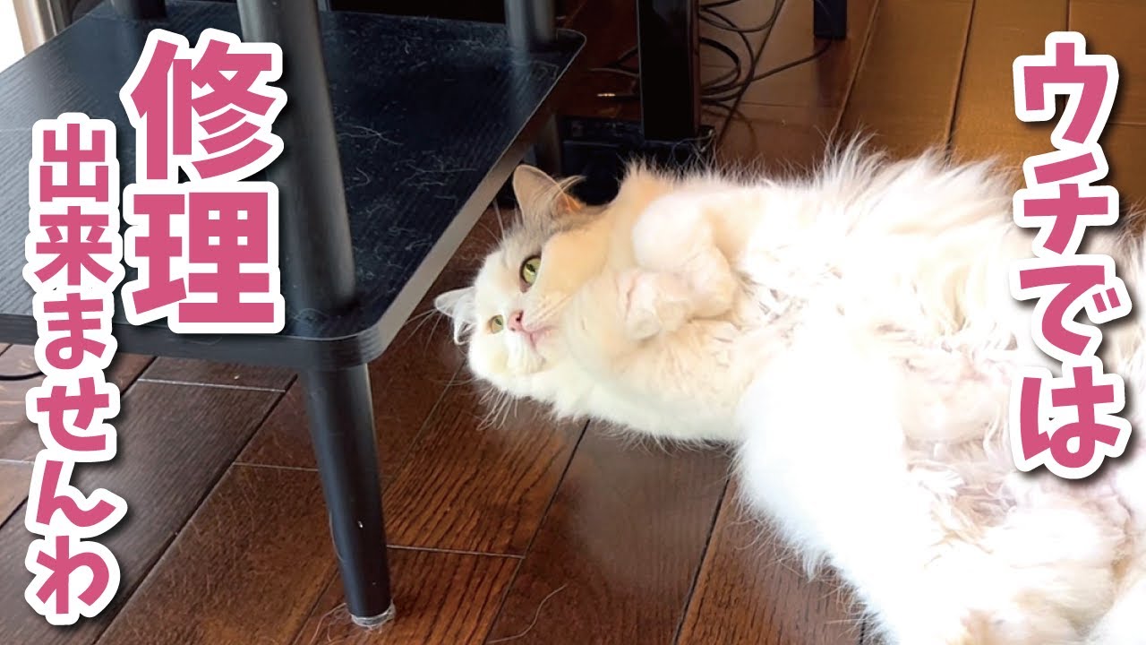 猫に棚の修理をお願いしたら普通に断られました【関西弁でしゃべる猫】【猫アテレコ】