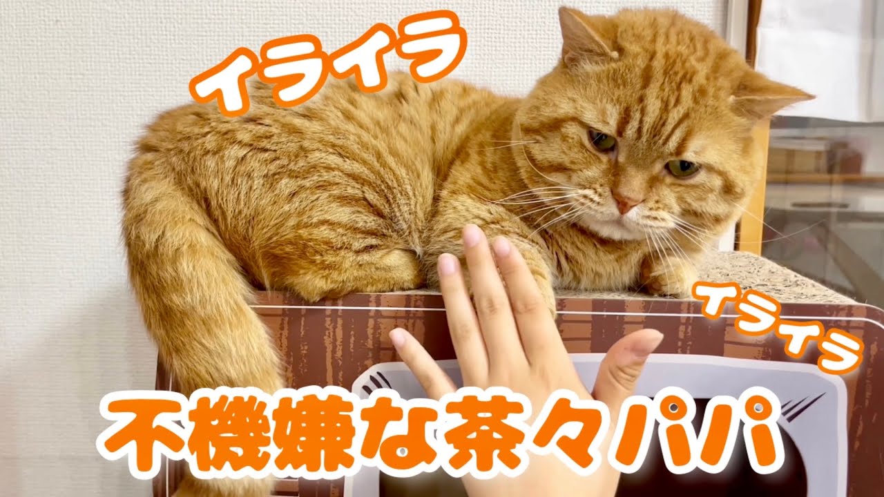 不機嫌な茶々パパのめちゃくちゃ可愛い怒り方。 #猫 #マンチカン