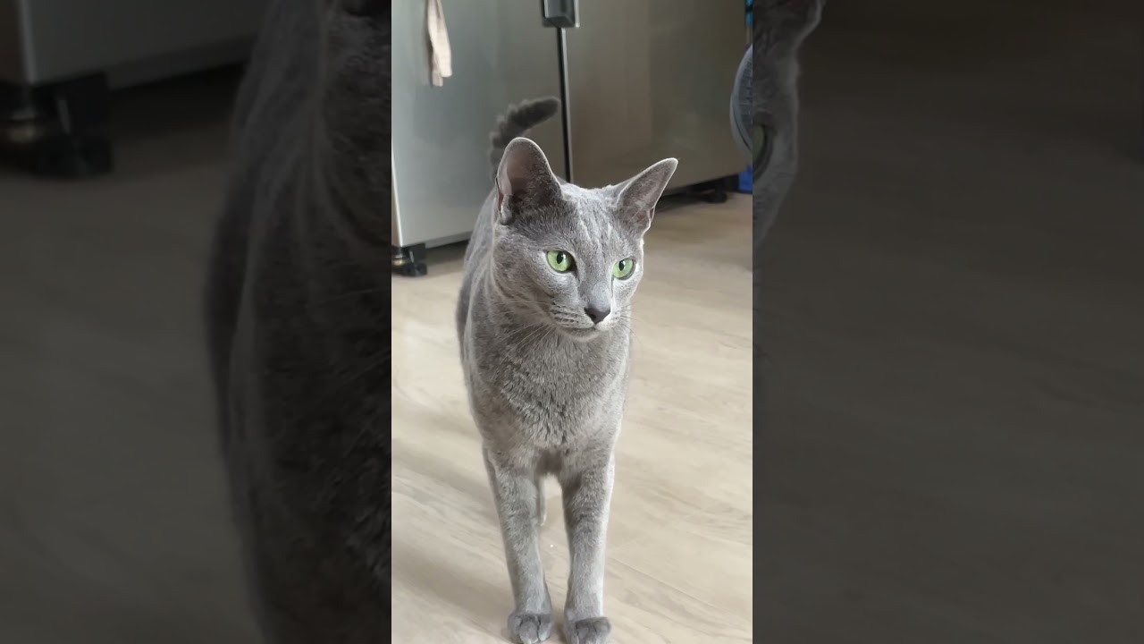 우에엥 우는 고양이