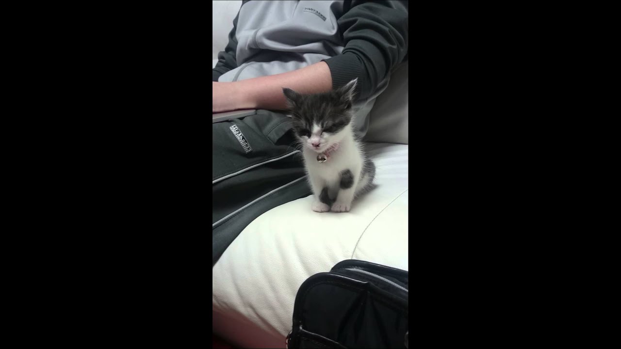 子猫「寝ないも……パパと寝る」