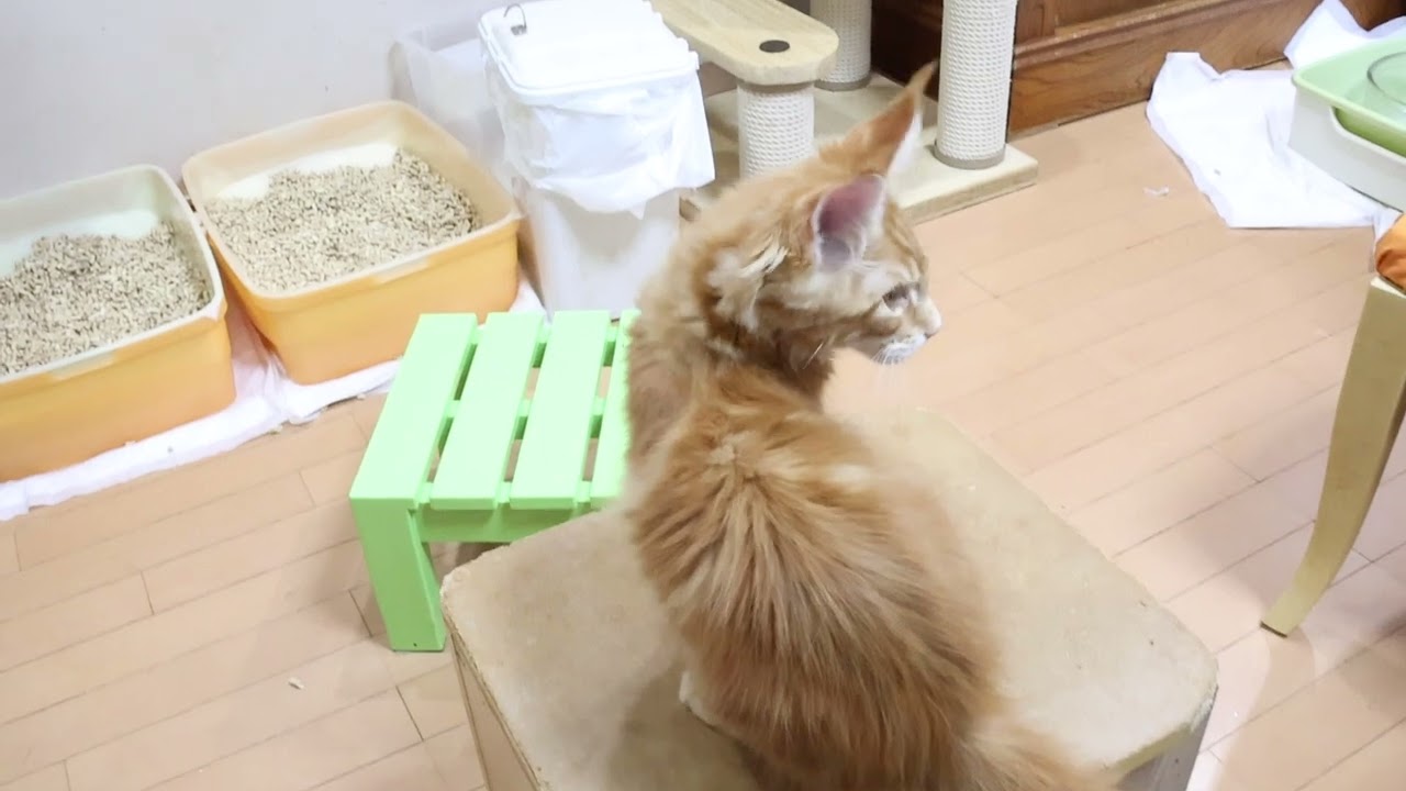 在宅3日目レッドのメインクーン子猫翔平君