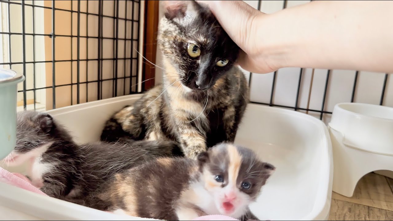 ママだって甘えたい＆唸り食べをする子猫たちが譲渡会に参加！結果は‥【ポノfam物語#4】Even mama cats want to be pampered.