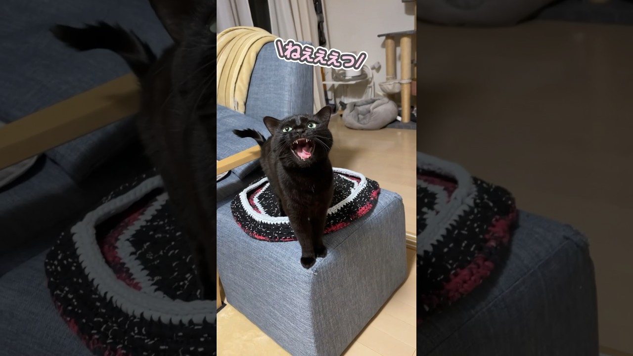 愛猫に「ウザいっ」とブチギレられました…