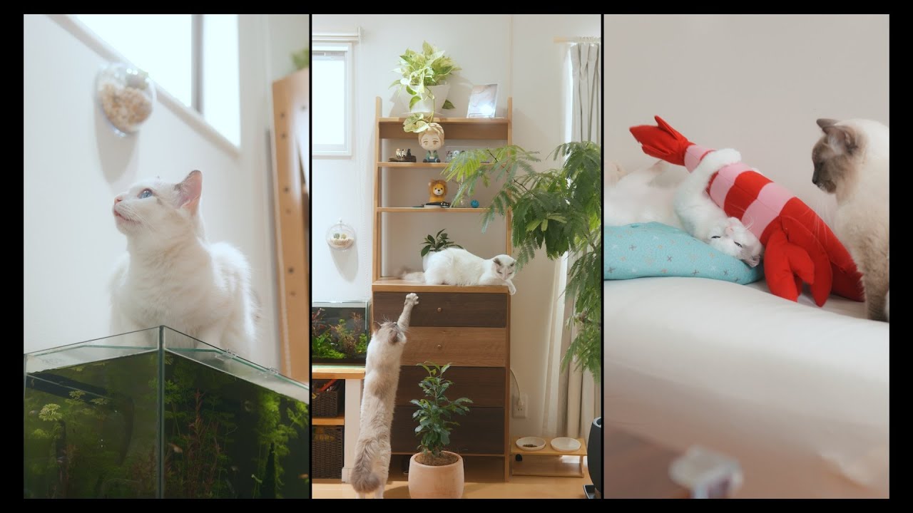 ずっとEllaについていくL　#猫 #ラグドール #ragdollcat