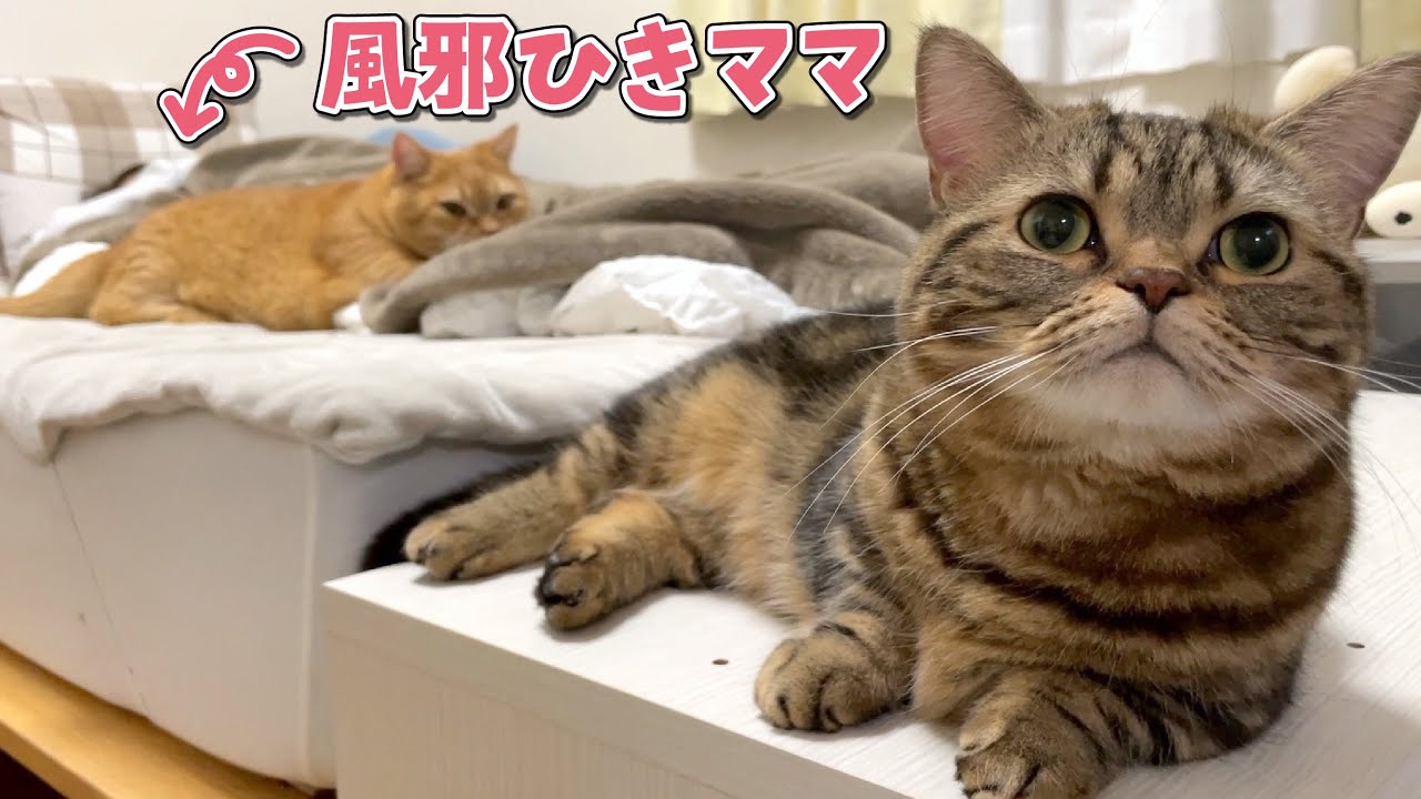 風邪をひいたママと一緒に１日中お布団でだらだらする猫たち