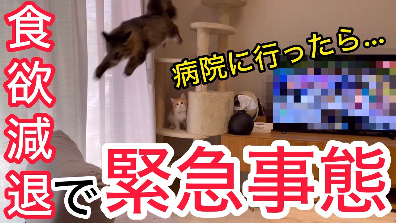 おこりんぼねこの食欲減退で病院に行ったら思いもよらない診断をされました・・・！