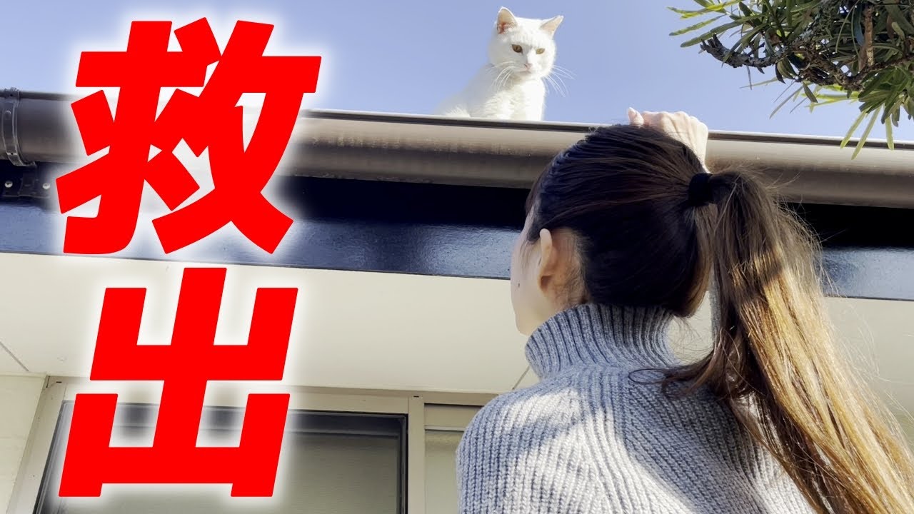 屋根の上から降りられない庭子猫ちゃんを救出せよ！[三毛母猫の子猫]