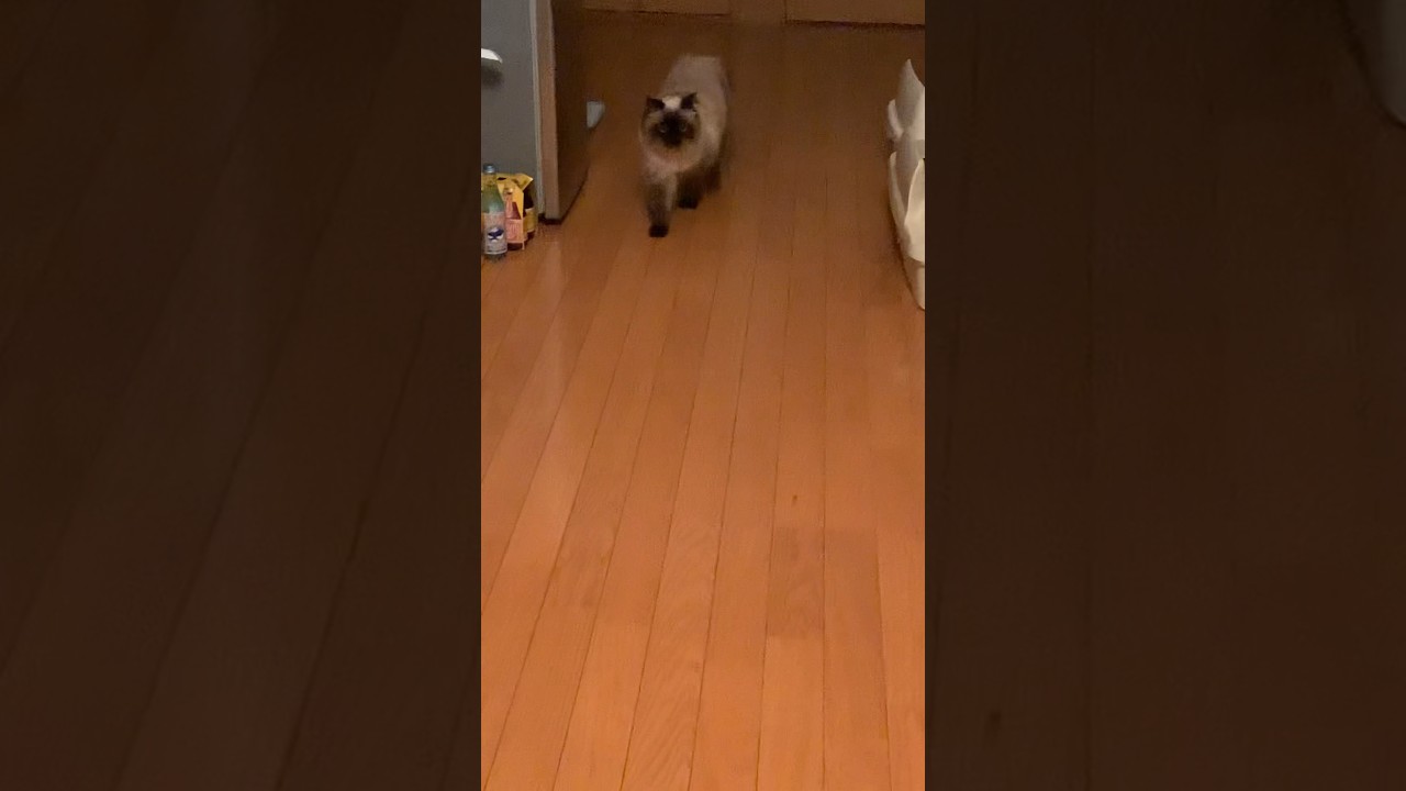 お出迎えげんたくん#猫 #ヒマラヤン #猫のいる生活 #猫のいる暮らし #shorts