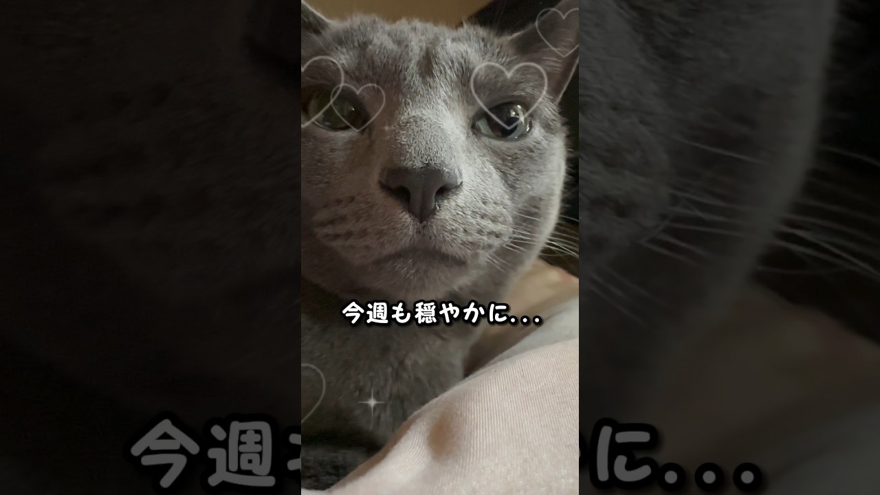 【ロシアンブルー】めろん、新しい週の始まり...元気にスタート🤗【猫】#shorts