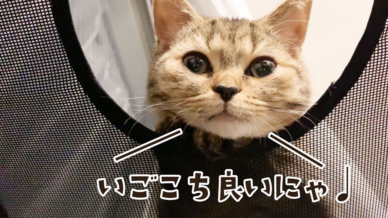 子猫に生後5か月のお祝いにプレゼントをしたらこうなりました... #116【生後156日目 スコティッシュフォールド】