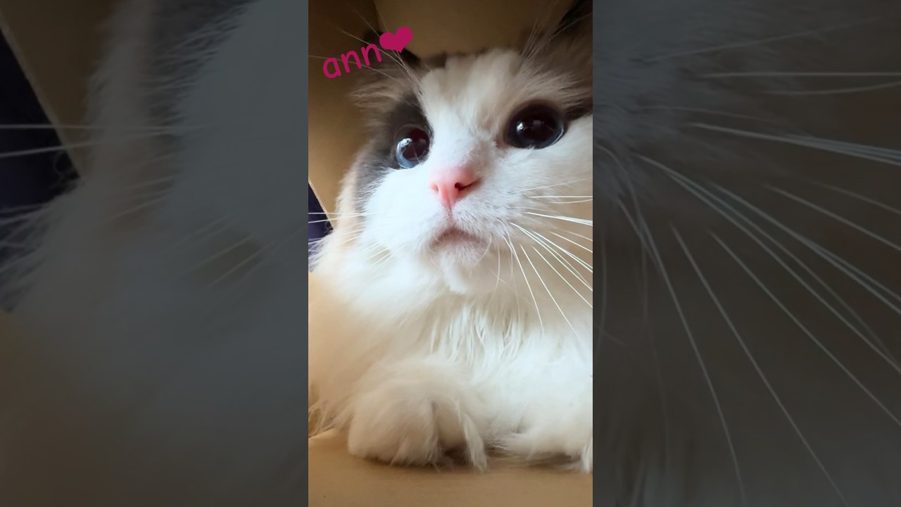 ドアップがかわいい🩷鮭🐟の箱に入る猫　#cat #ragdoll #ラグドール #ねこ #ねこのいる生活