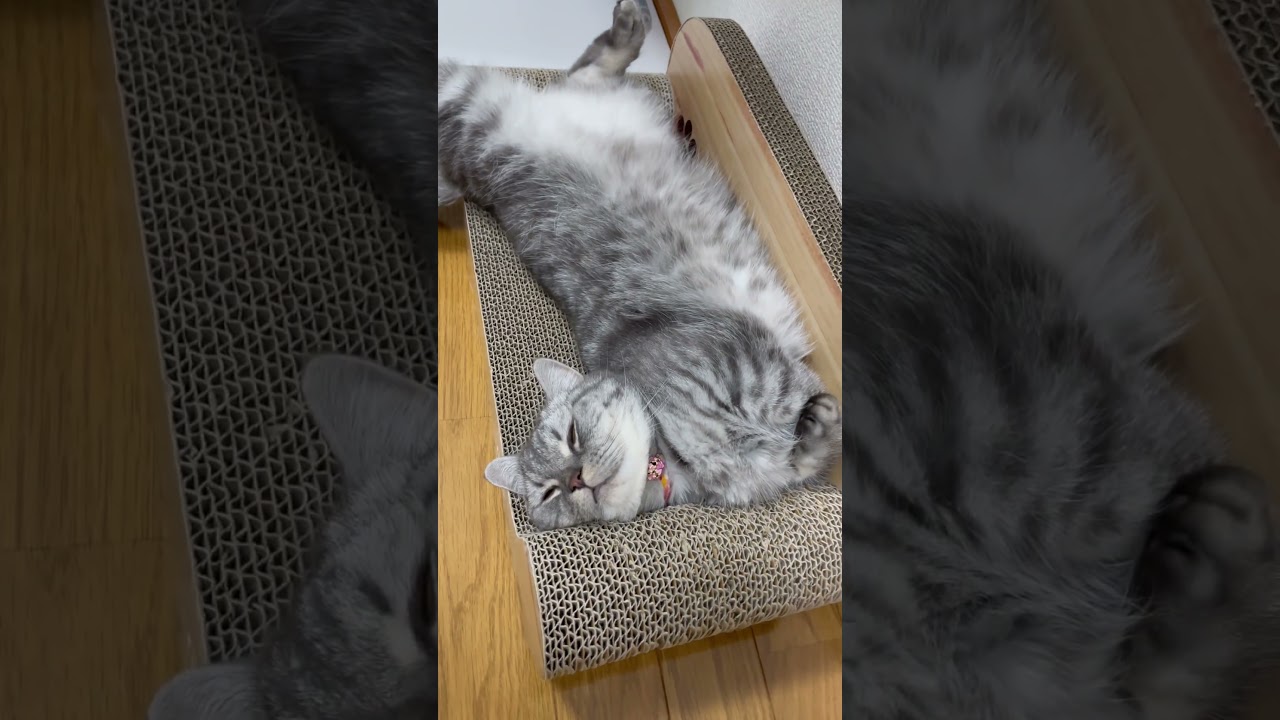 そんな態勢で寝られるなんて… #cat #マンチカン #ねこ #猫のいる暮らし