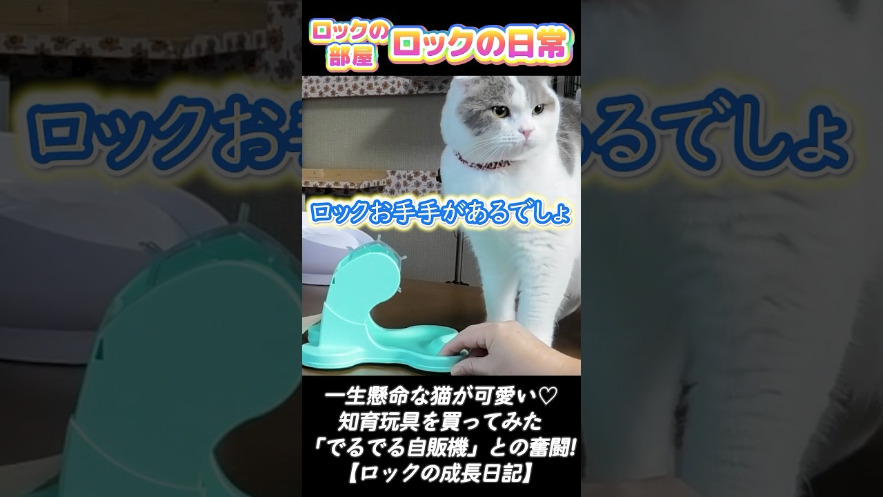知育玩具と奮闘するか猫が可愛い♡#shorts #猫 #cat #ネコ #ねこ #知育玩具