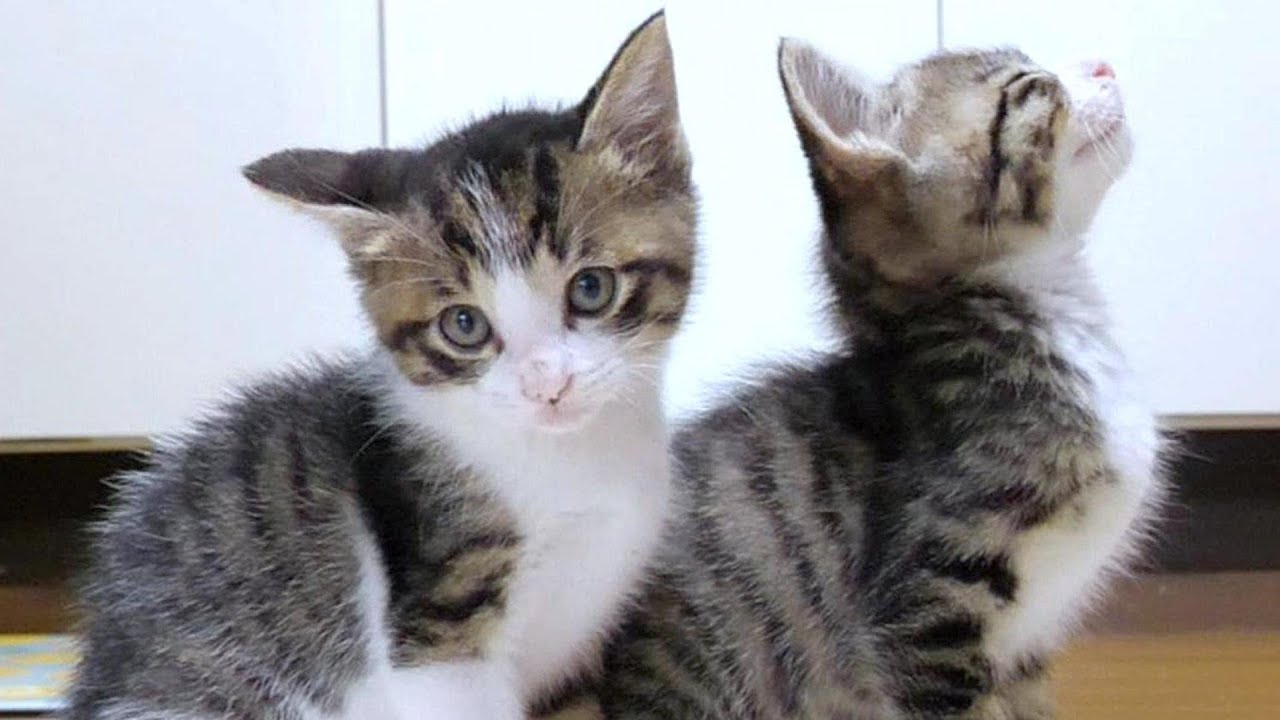 ニャンニャンと子猫たちが相談するように鳴いています。猫語がわかる方なんて言ってるか教えてください【赤ちゃん猫　保護猫】