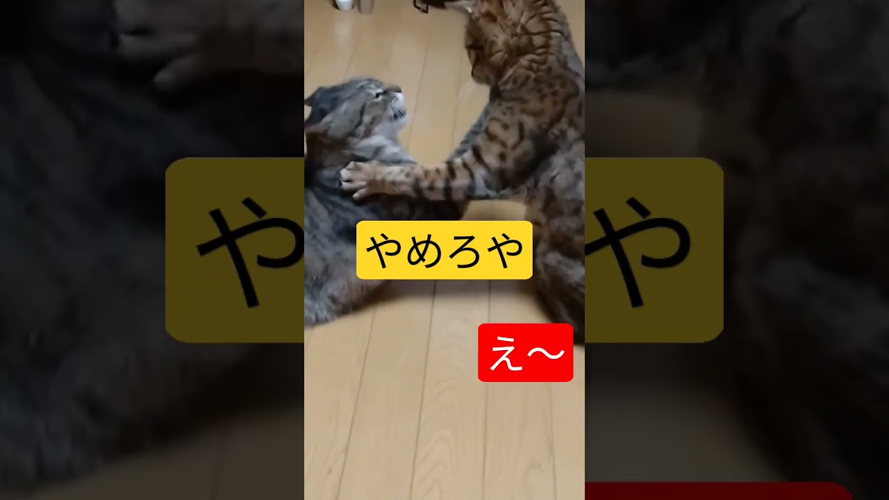 キジトラ兄猫に嫌われたベンガル弟猫#shorts