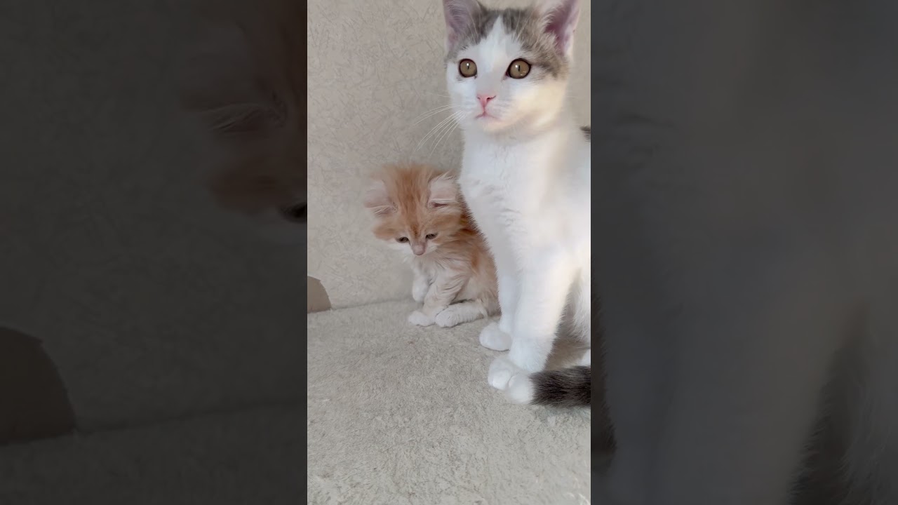 ミヌエット長足女の子🩷 【お問合せ詳細は説明欄に記載あります】 #スクーカム #ブリーダー直販 #マンチカン #ミヌエット #ラパーマ #子猫 #子猫販売 #猫 #猫のいる暮らし #猫動画