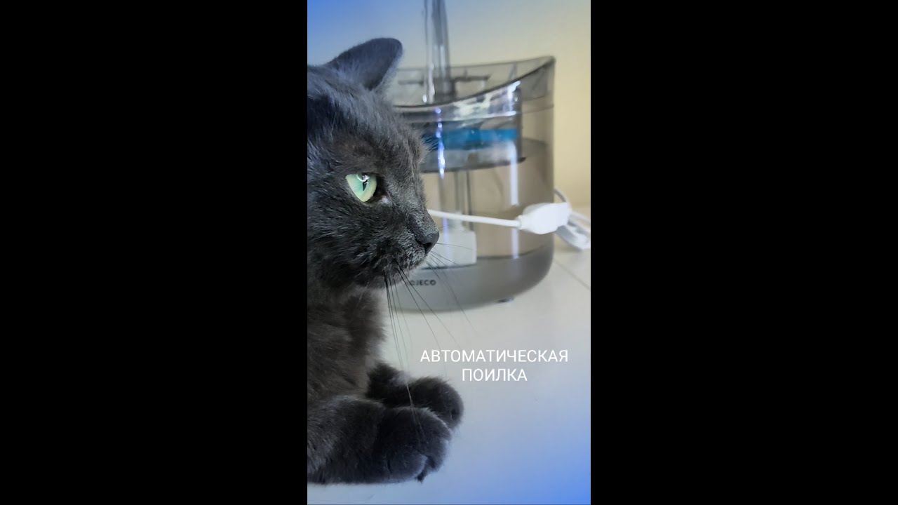 АВТОМАТИЧЕСКАЯ #ПОИЛКА ДЛЯ КОШЕК/ОБЗОР/ФОНТАН