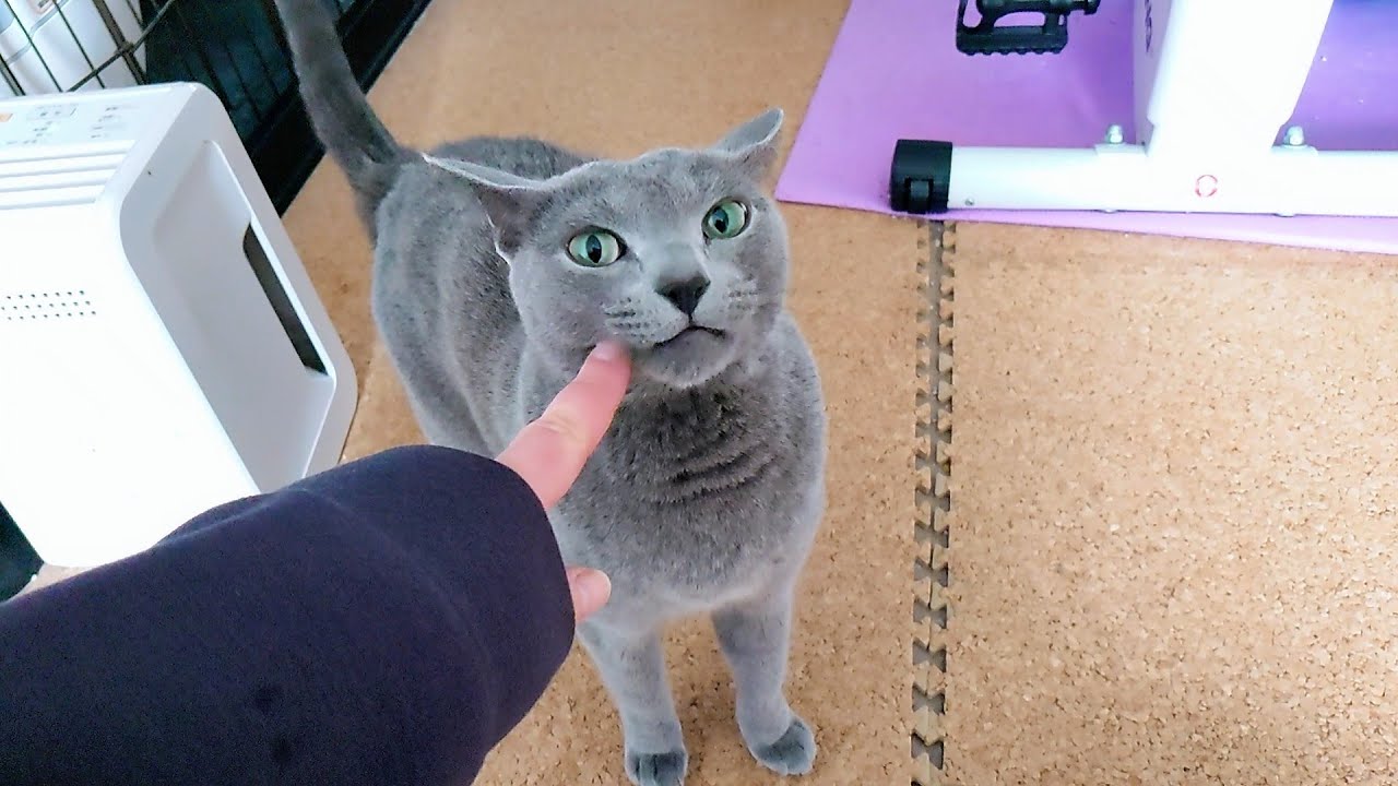 【猫動画】飼い主が帰宅するとそわそわしちゃうロシアンブルー【russianbule】Russian Blue gets fidgety when her owner comes home