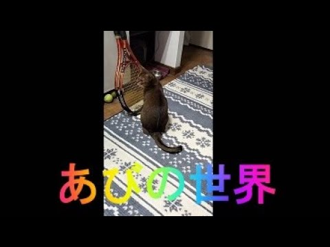 ネコ動画あび＃2871　あびの毎日　アビシニアン　あび
