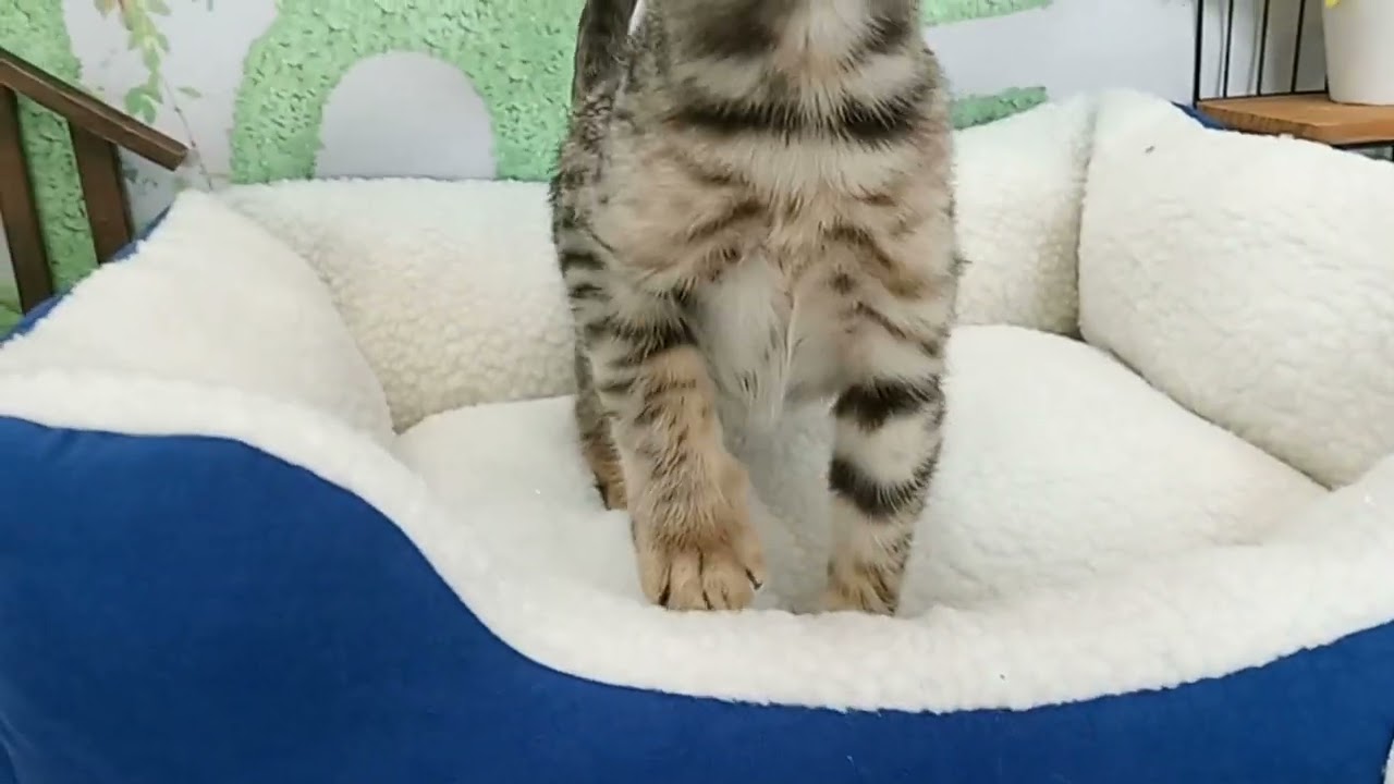 661634 ベンガル