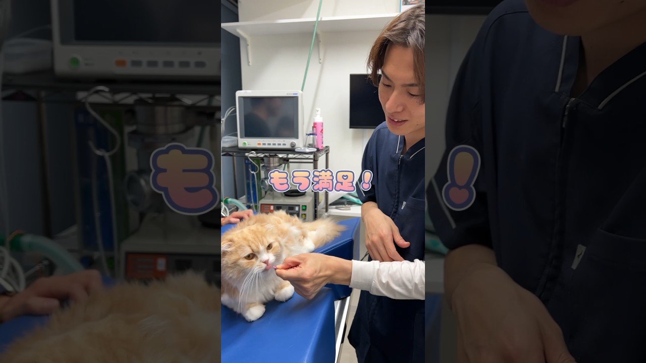 検査後のちゅーるで機嫌を直すスコティッシュフォールド