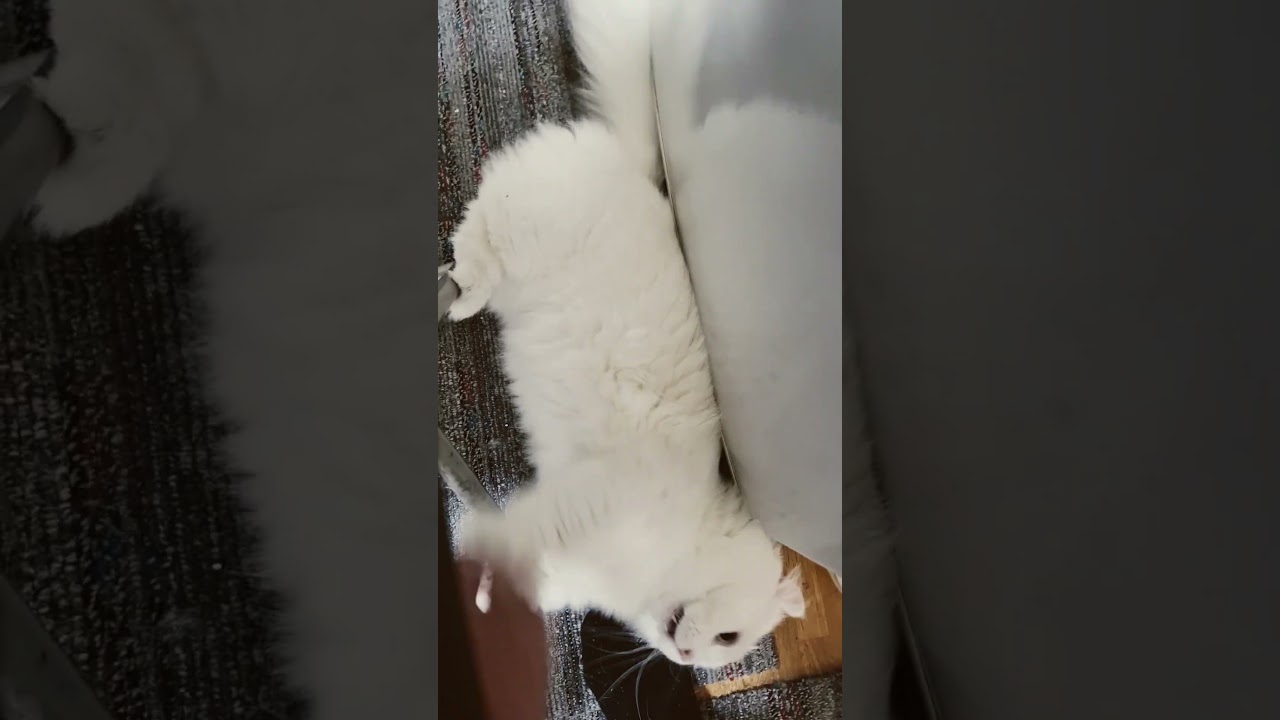 【オッドアイ幸せを呼ぶ猫】狙い打ちするラビちゃん#猫#cat#キンカロー#白猫#shorts