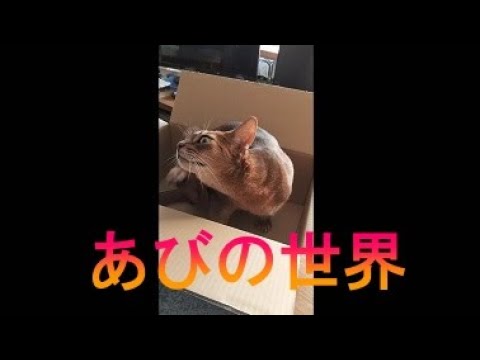 ネコ動画あび＃2788　あびの毎日　アビシニアン　あび
