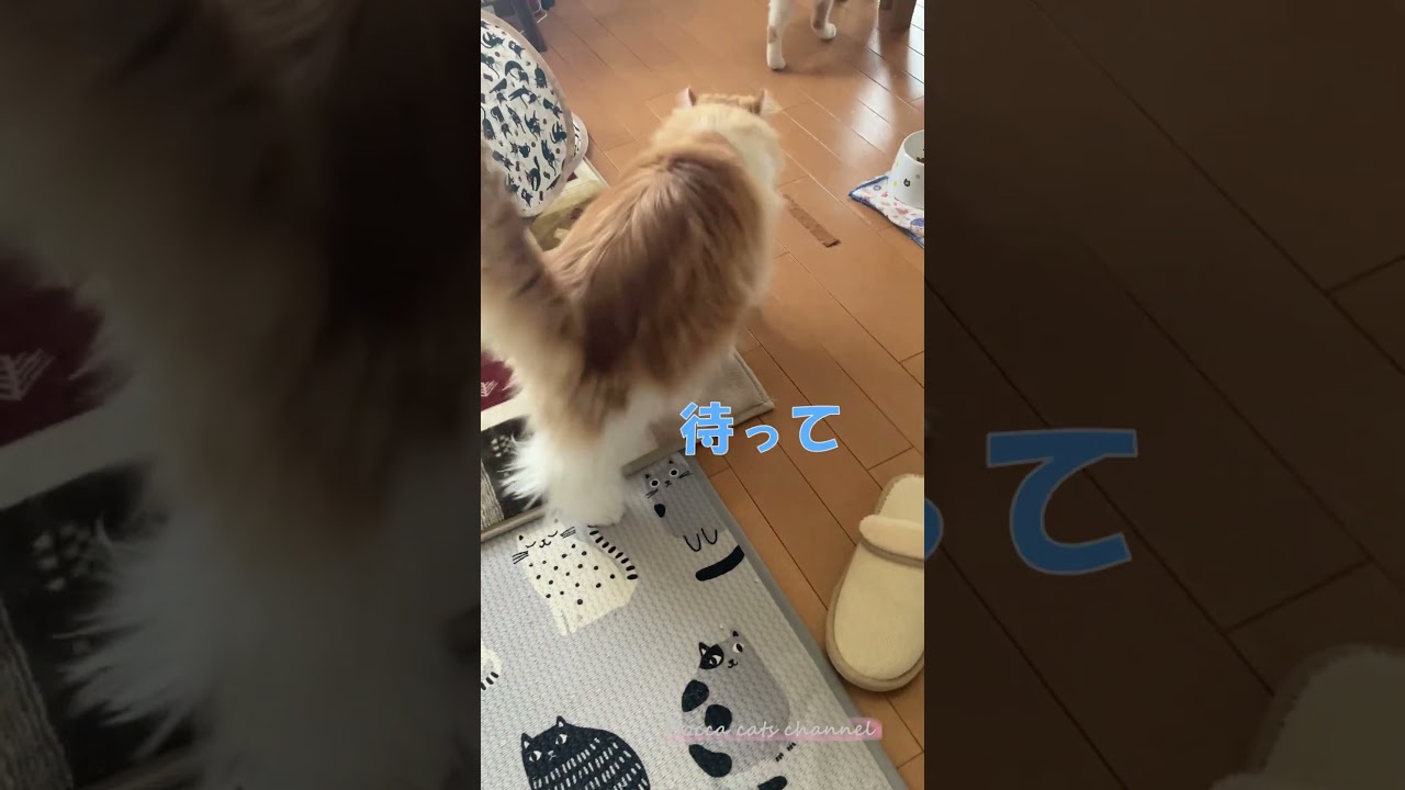 また逃げろっ #shorts  #猫 #アメリカンカール #cat