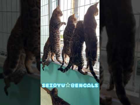 ペットショップ　SEIRYU☆BENGALS　ベンガル猫
