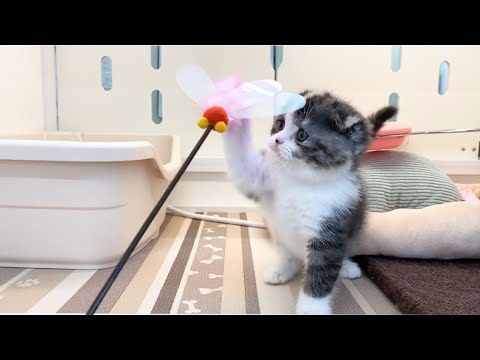 スコティッシュフォールド　子猫　まんまるな折れ耳ちゃん