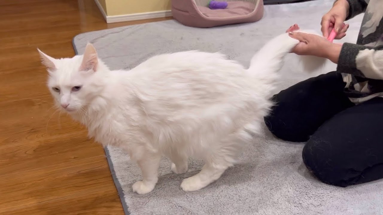 【キレイキレイ】ばあばのブラッシングは気持ちいいにゃ〜♪ターキッシュアンゴラとノルウェージャンフォレストキャット❤️