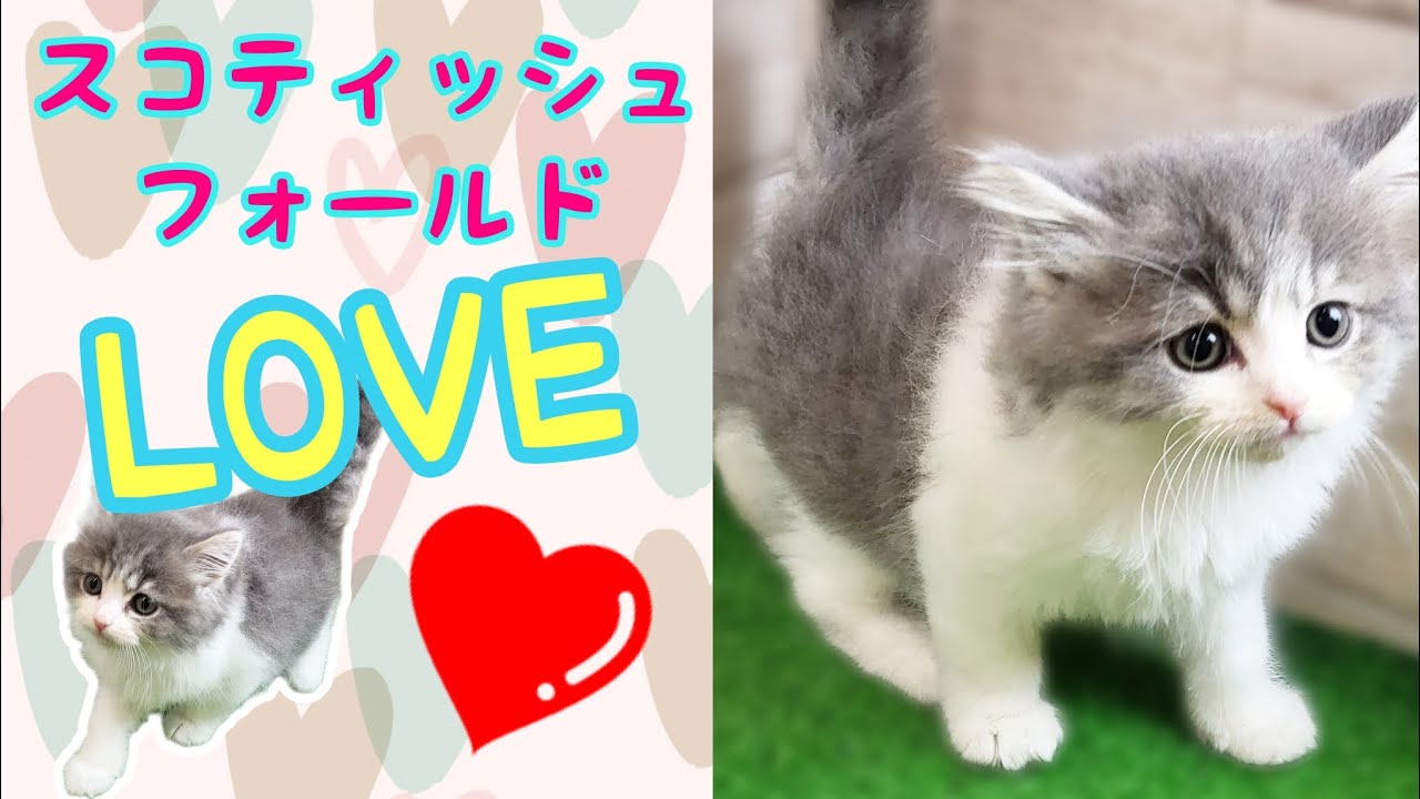 スコティッシュフォールド・仔猫【Mitten府中店】