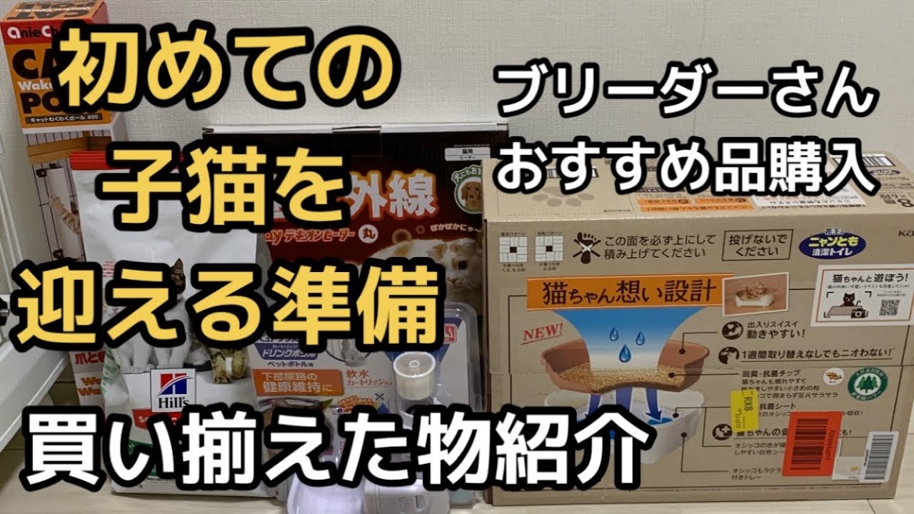 子猫(シンガプーラ)を迎える準備