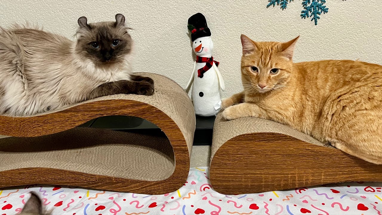 6猫+ラグドールの赤ちゃん子猫ライブ配信中 😽 6 Cats Live Stream #live #ライブ配信 #生配信 #ねこ