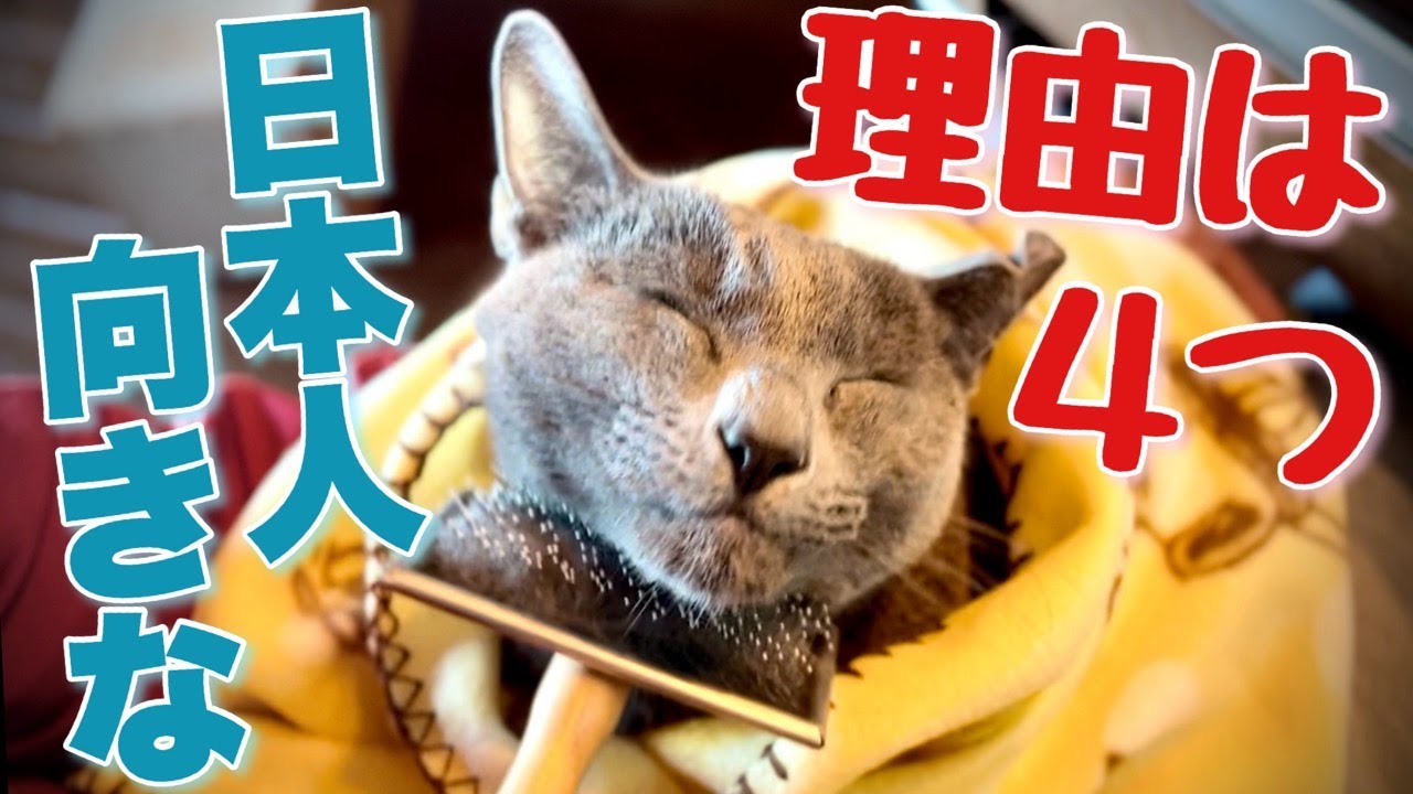 ロシアンブルー | 猫の飼いやすさを色々調べてみたら [Russian Blue cat Kotetsu] Looking into how easy it is to keep a cat...