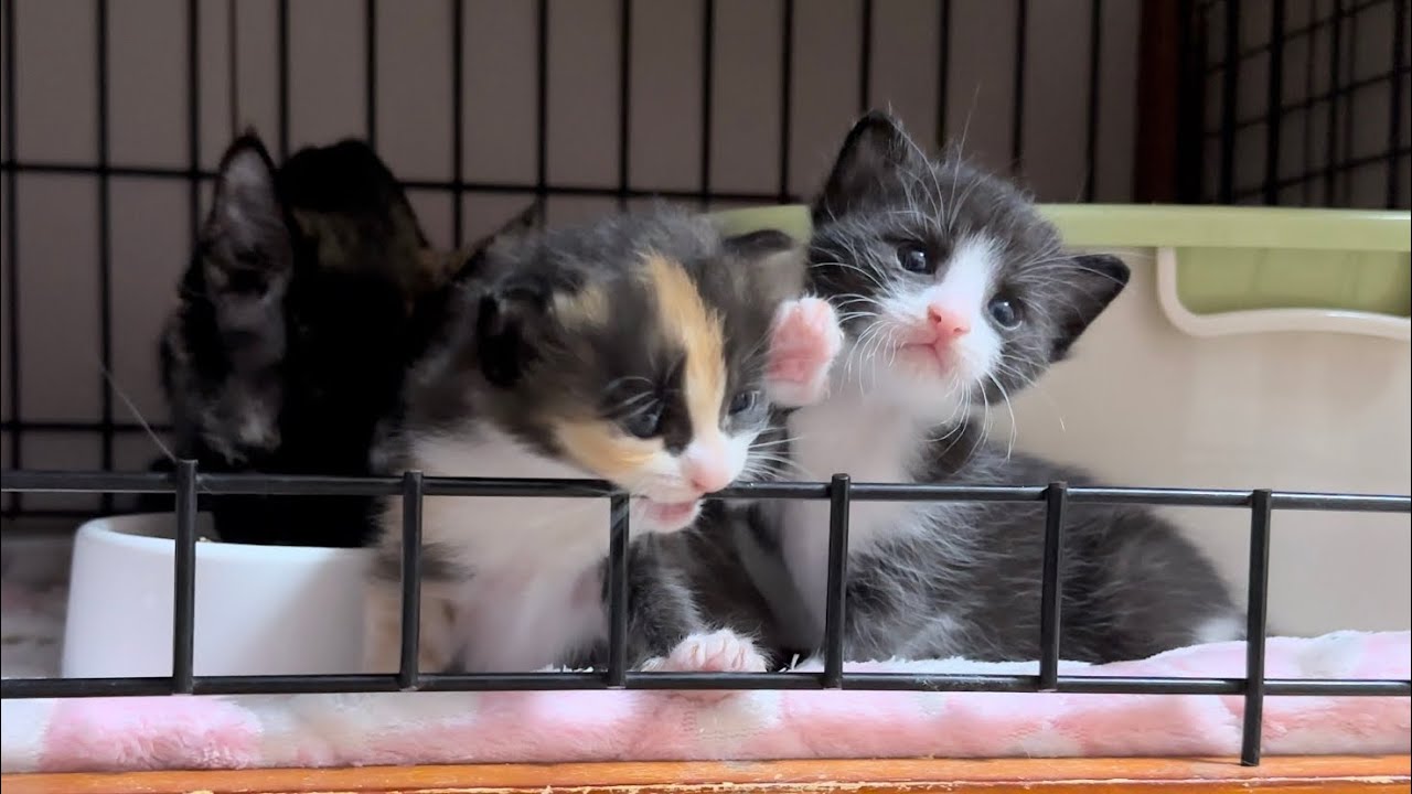 脱走を試みるも柵を乗り越えられない子猫【ポノfam物語#6】Kittens that can't get over the fence.
