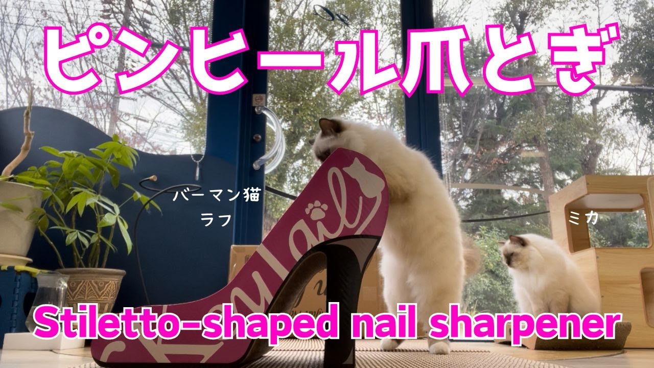 バーマン猫ウリとミカとラフ【ピンヒール爪とぎ】Stiletto-shaped nail sharpener（バーマン猫）Birman/Cat