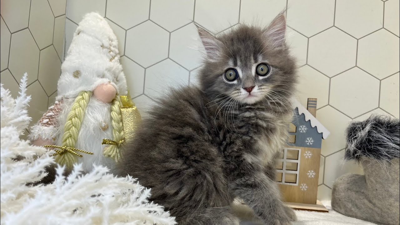 大晦日の夜にサイベリアンの子猫をお迎えしました🐱