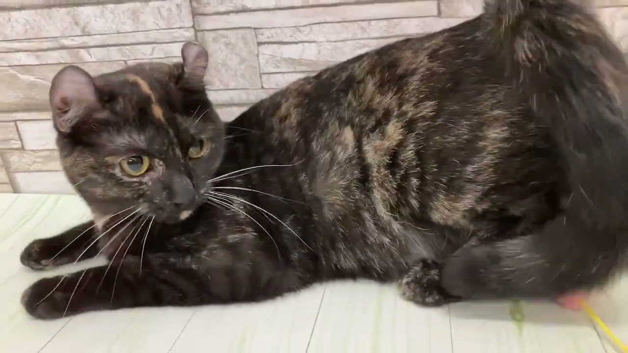 Coo&RIKU　No.633385　アメリカンカール