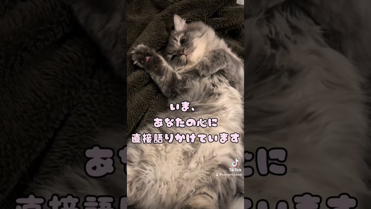 子猫の心の声が聞こえました。 #cat #ラガマフィン #おすすめ #かわいい #つまみちゃん #ねこのいる生活 #子猫 #shorts