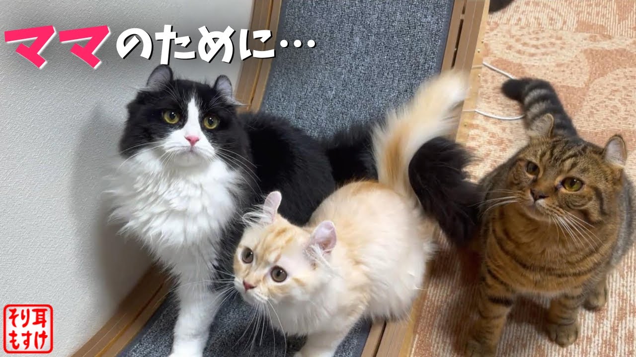妊娠疑惑のママのために回し車を買ったら子猫たちがこうなりました。