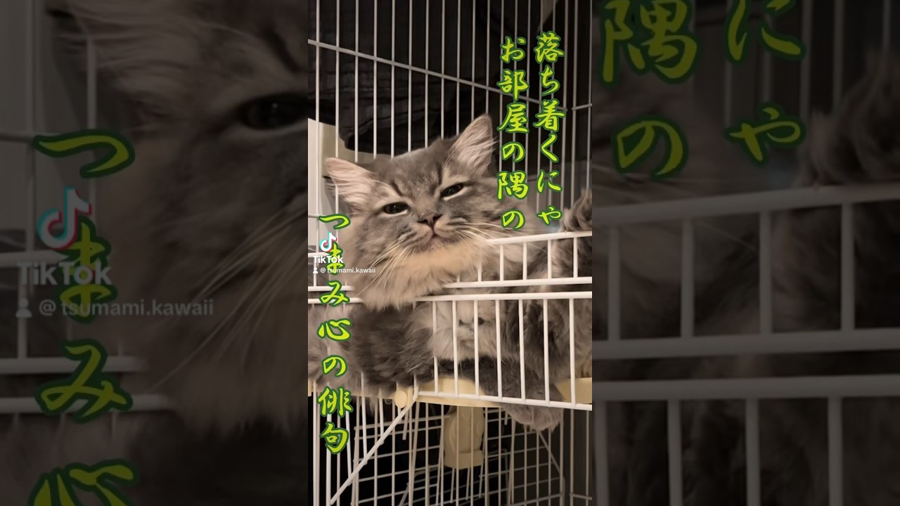 つまみ、心の俳句。 #cat #猫のいる暮らし #ラガマフィン #ねこ #おすすめ #子猫 #かわいい #shorts #つまみちゃん