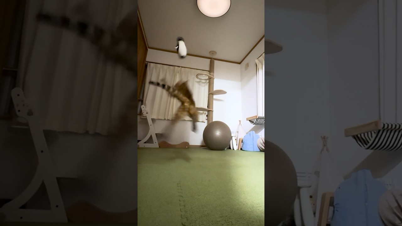 ベンガル猫が深夜に大暴れ #shorts #ベンガル #猫