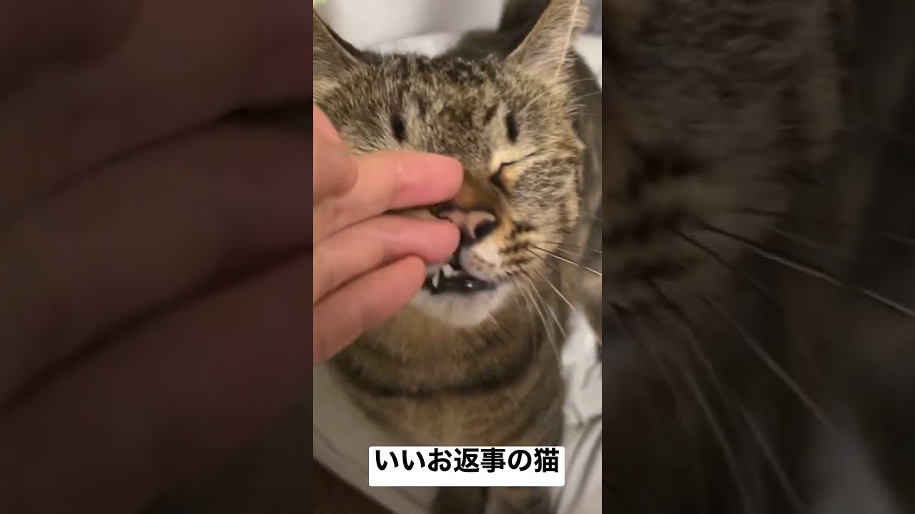 上目遣いでいいお返事の次男坊猫 #cat #猫
