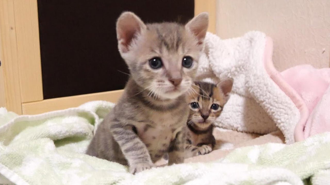 喧嘩をしちゃった子猫がママに慰めてもらう【赤ちゃん猫　保護猫】