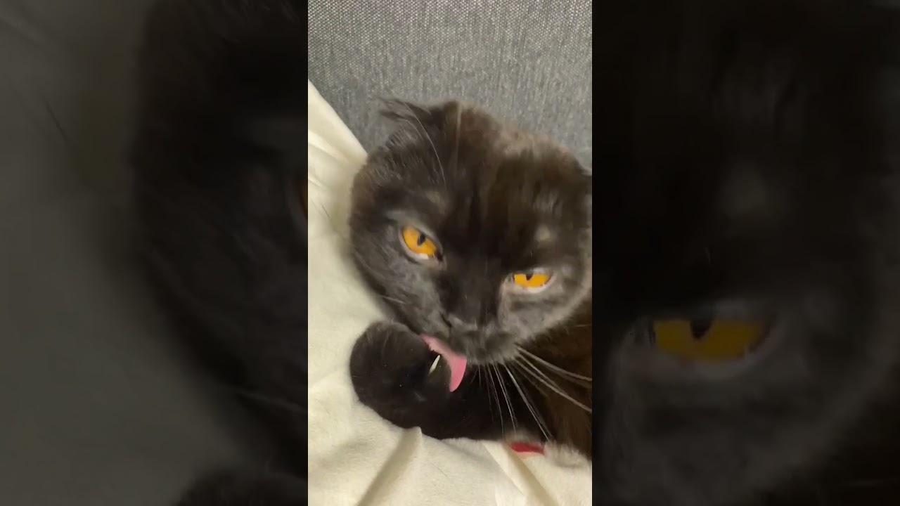 😂😂Don't tempt me, I've got itchy fists😂😂 #cat #teodor #funny